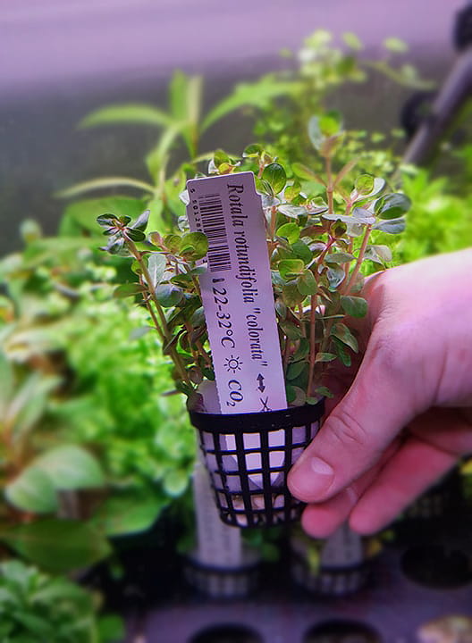 Rotala Rotundifolia Colorata Koszyk XXL roślina do akwarium